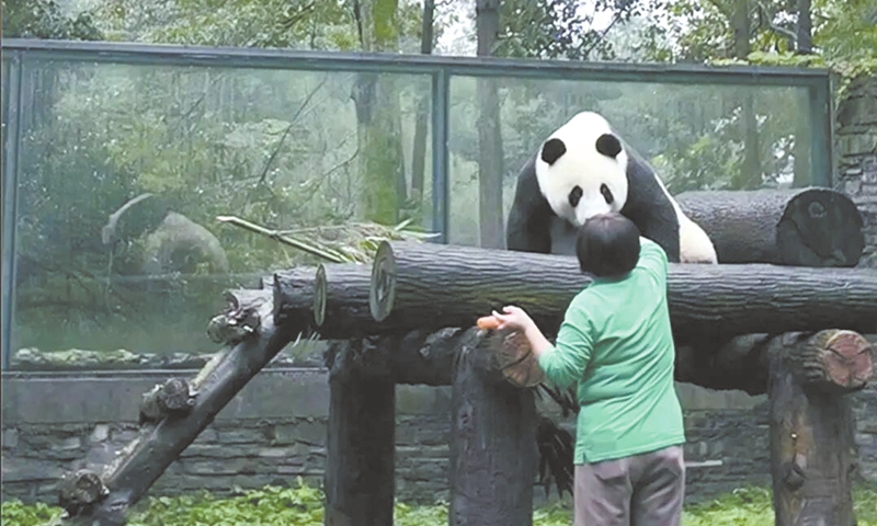 Bai Yun, a 34-year-old giant panda who lived in the US for 23 years, enjoys a meal after returning with honor to her homeland at the 