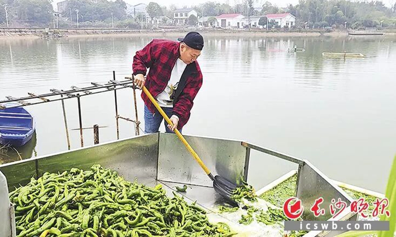 Farmed fish in Central China's Changsha thrive on spicy diet of peppers