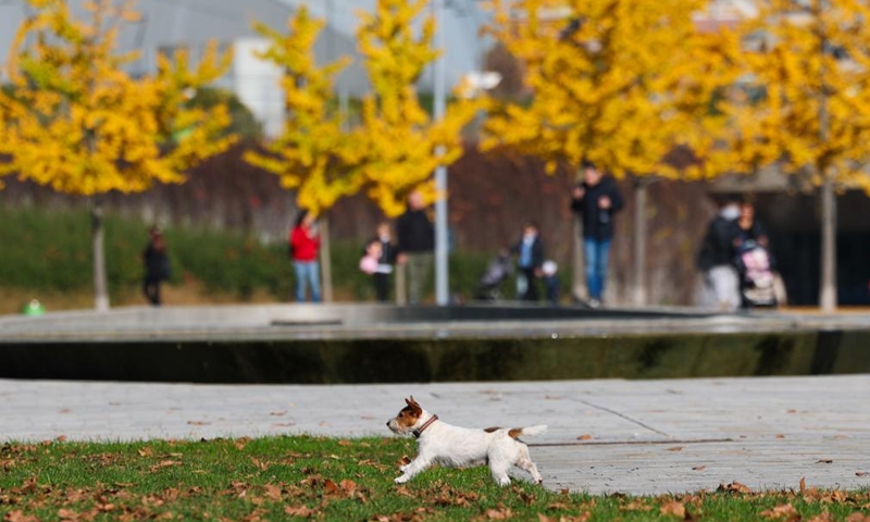 A dog runs at a small park in the urban district in Milan, Italy, Nov. 5, 2025. Photo: Xinhua