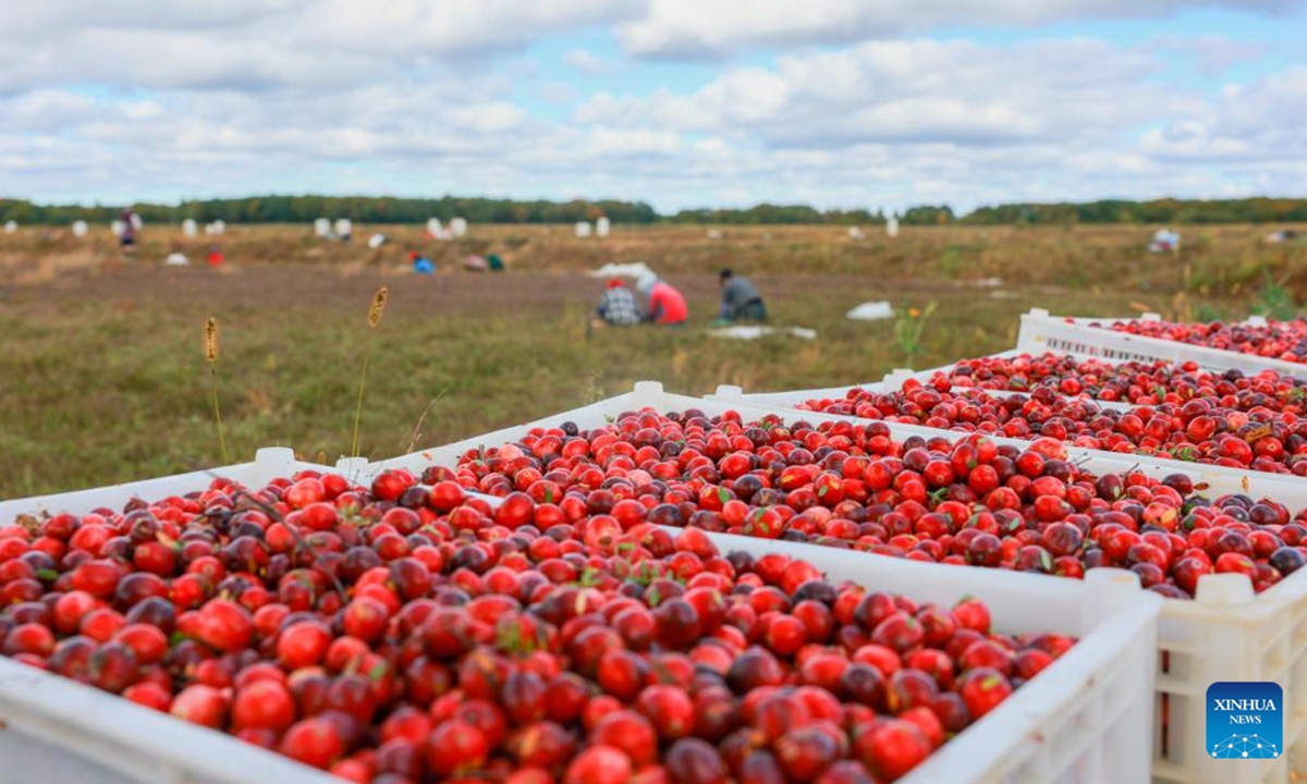 Boxes of cranberries are seen at a cranberry planting base in Fuyuan City, northeast China's Heilongjiang Province, Sept. 26, 2025. Located in the easternmost of China's land territory, Fuyuan City boasts of an ideal environment and ecosystem for cranberry cultivation. (Photo by Han Rui/Xinhua)