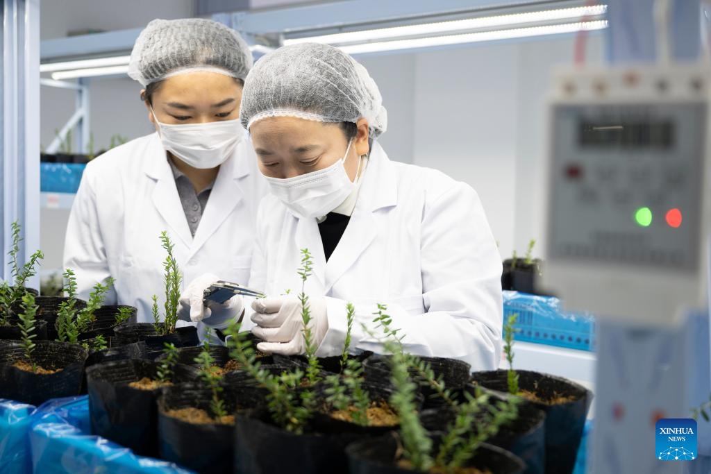 Staff members check the growth of cranberry seedlings at a cranberry R&D center in Fuyuan City, northeast China's Heilongjiang Province, Nov. 6, 2025. (Xinhua/Zhang Tao)