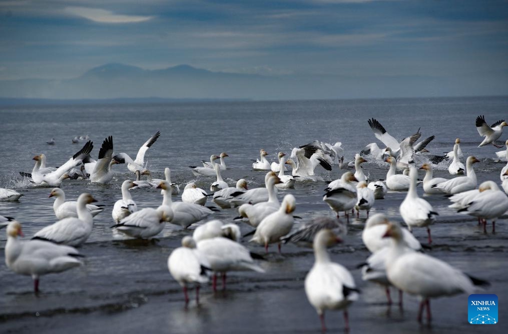 Snow geese take off over Iona Beach in Richmond, British Columbia, Canada, Nov. 8, 2025.

Each year, tens of thousands of snow geese migrate from Russia's Siberia to southern British Columbia of Canada and U.S. state of Washington to feed and rest before flying south to California for wintering. (Photo by Liang Sen/Xinhua)