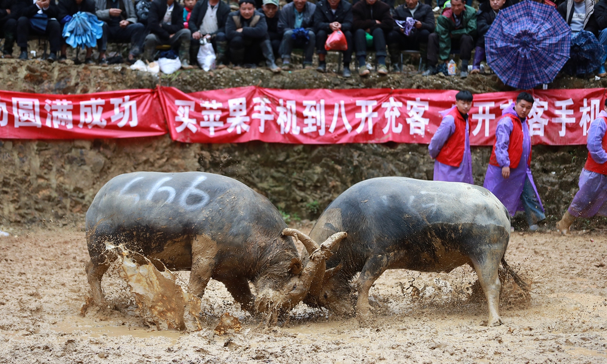 Two bulls clash in the arena during a bullfighting event in Bainai village of Rongjiang county in the Qiandongnan Miao and Dong autonomous prefecture, Southwest China's Guizhou Province, on November 9, 2025. The festival, which celebrates the harvest, also features vibrant ethnic costume parades, lively Lusheng dances, and local delicacies, drawing visitors from across the region. Photo: VCG
