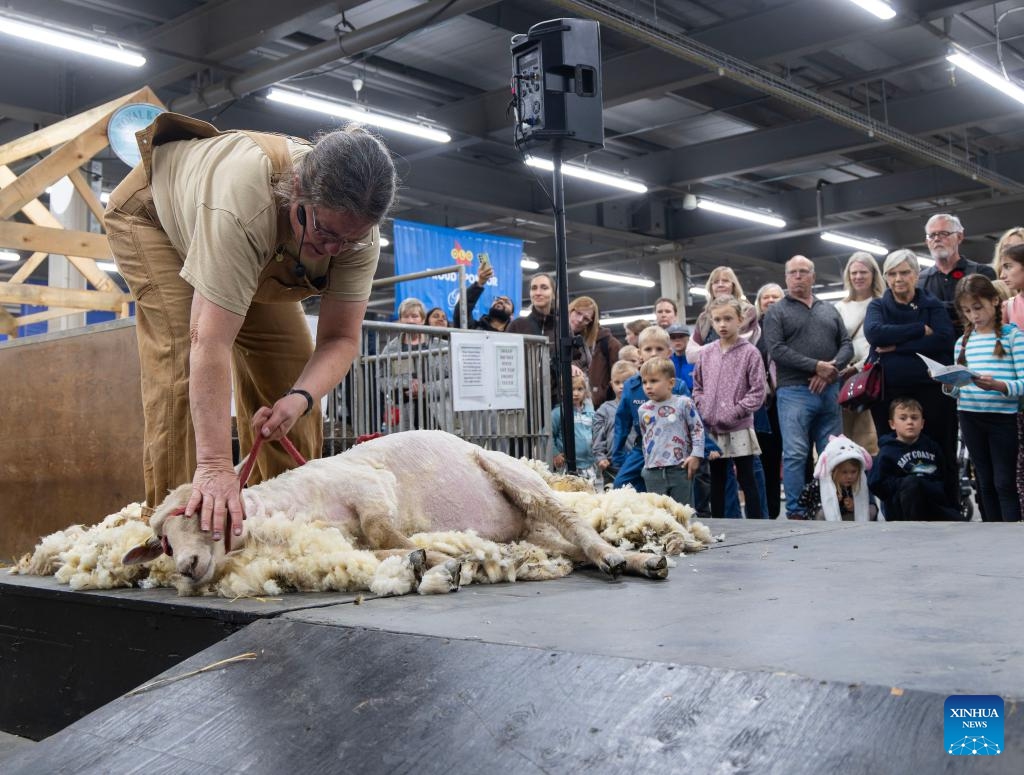 People view a sheep shearing demonstration at the 2025 Royal Agricultural Winter Fair in Toronto, Canada, on Nov. 7, 2025. This annual event kicked off here on Friday and will last until Nov. 16 this year, with displays of fruits and vegetables, poultry and livestock, as well as educational activities. (Photo by Zou Zheng/Xinhua)