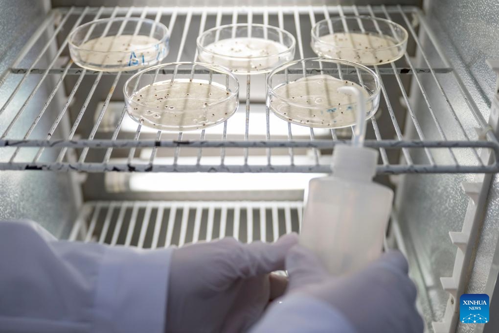 A staff member checks the condition of cranberry seeds at a cranberry R&D center in Fuyuan City, northeast China's Heilongjiang Province, Nov. 6, 2025. (Xinhua/Zhang Tao)
