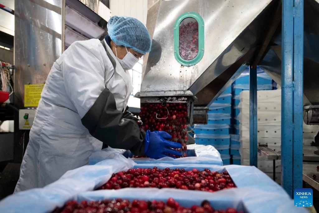 A staff member packs cranberries at a cranberry workshop in Fuyuan City, northeast China's Heilongjiang Province, Nov. 6, 2025. (Xinhua/Zhang Tao)