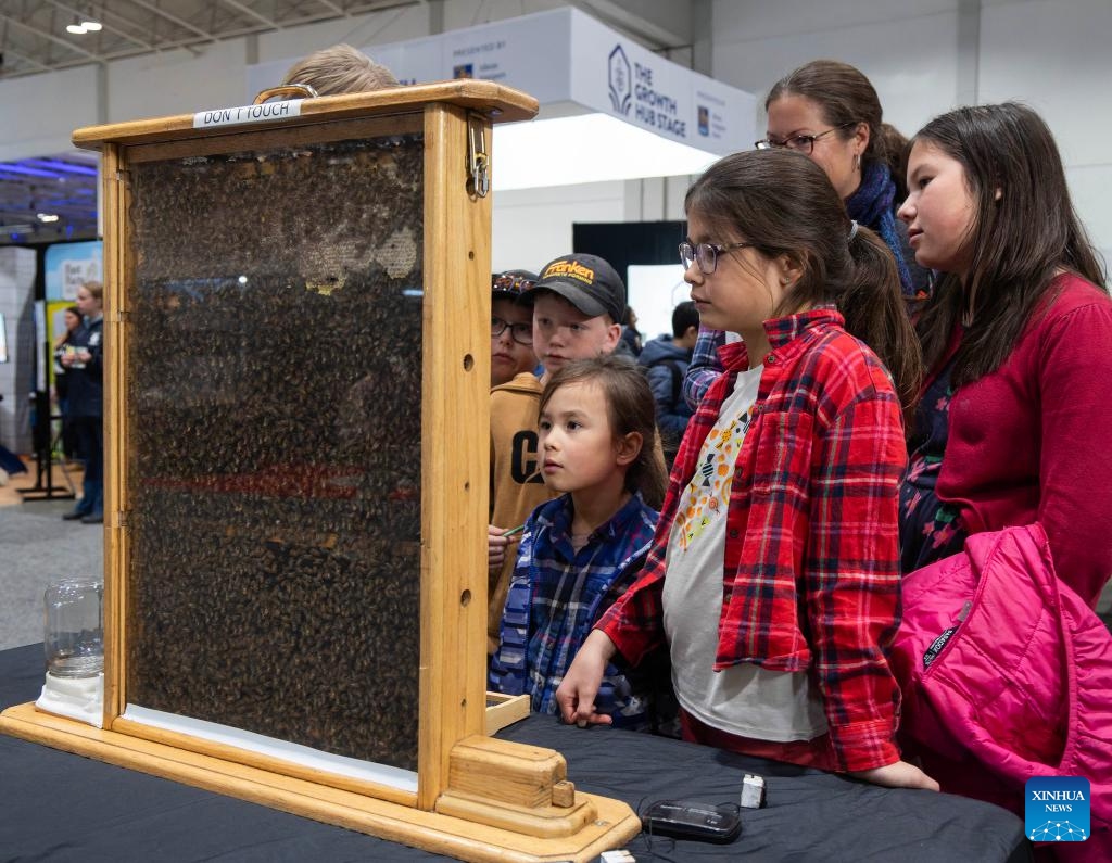 People view bees at the 2025 Royal Agricultural Winter Fair in Toronto, Canada, on Nov. 7, 2025. This annual event kicked off here on Friday and will last until Nov. 16 this year, with displays of fruits and vegetables, poultry and livestock, as well as educational activities. (Photo by Zou Zheng/Xinhua)