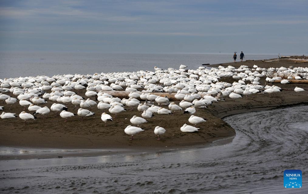 Snow geese take off over Iona Beach in Richmond, British Columbia, Canada, Nov. 8, 2025.

Each year, tens of thousands of snow geese migrate from Russia's Siberia to southern British Columbia of Canada and U.S. state of Washington to feed and rest before flying south to California for wintering. (Photo by Liang Sen/Xinhua)
