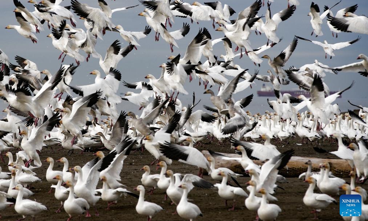 Snow geese take off over Iona Beach in Richmond, British Columbia, Canada, Nov. 8, 2025.

Each year, tens of thousands of snow geese migrate from Russia's Siberia to southern British Columbia of Canada and U.S. state of Washington to feed and rest before flying south to California for wintering. (Photo by Liang Sen/Xinhua)