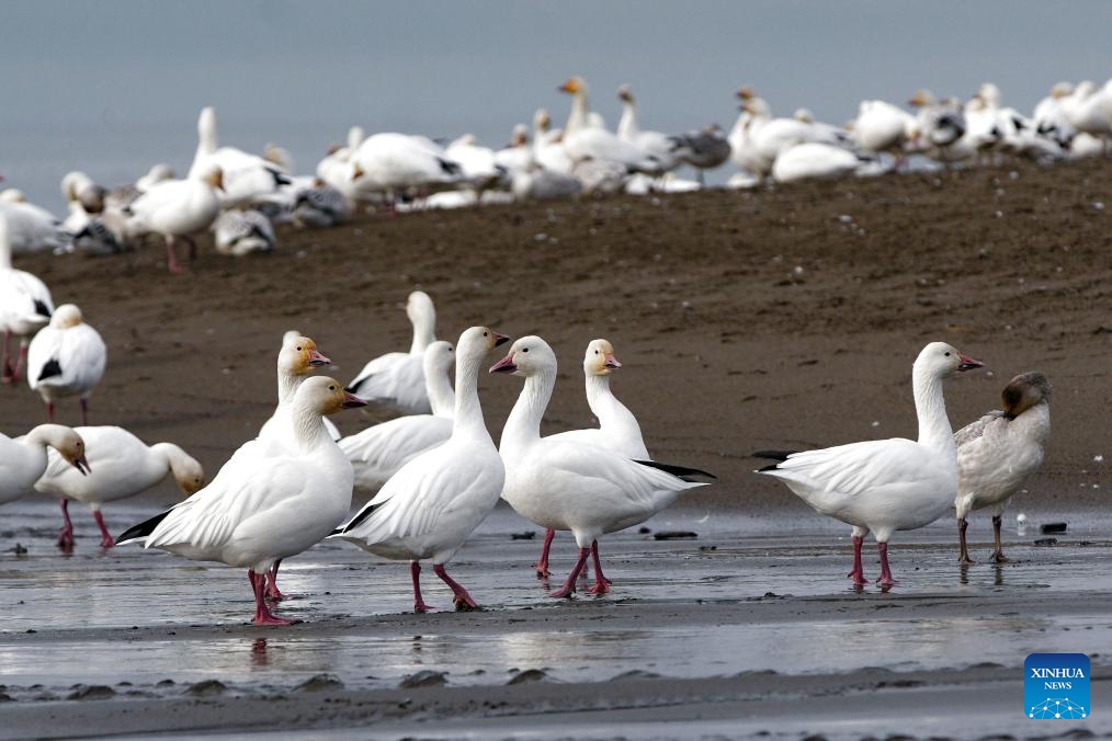 Snow geese take off over Iona Beach in Richmond, British Columbia, Canada, Nov. 8, 2025.

Each year, tens of thousands of snow geese migrate from Russia's Siberia to southern British Columbia of Canada and U.S. state of Washington to feed and rest before flying south to California for wintering. (Photo by Liang Sen/Xinhua)
