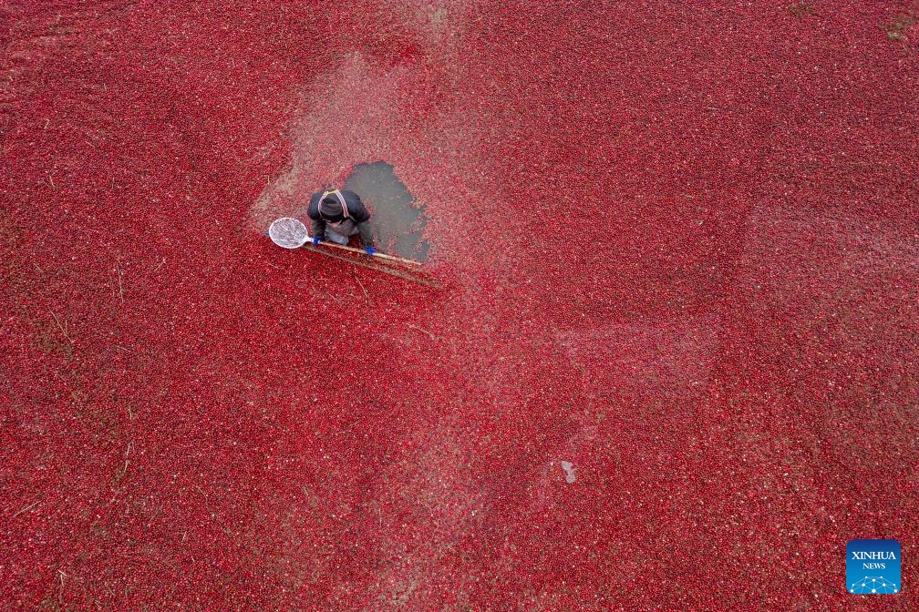 An aerial drone photo taken on Nov. 6, 2025 shows a staff member harvesting cranberries at a cranberry planting base in Fuyuan City, northeast China's Heilongjiang Province. (Xinhua/Zhang Tao)