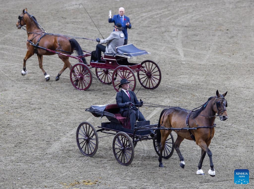 Single road horse teams compete at the 2025 Royal Horse Show in Toronto, Canada, on Nov. 8, 2025. With various equestrian-based competitions and shows, the annual event is held here from Nov. 7 to 16 this year. (Photo by Zou Zheng/Xinhua)