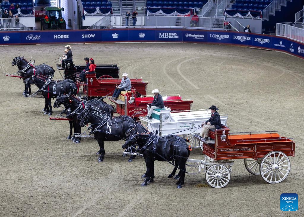 Percheron two-horse teams compete at the 2025 Royal Horse Show in Toronto, Canada, on Nov. 8, 2025. With various equestrian-based competitions and shows, the annual event is held here from Nov. 7 to 16 this year. (Photo by Zou Zheng/Xinhua)