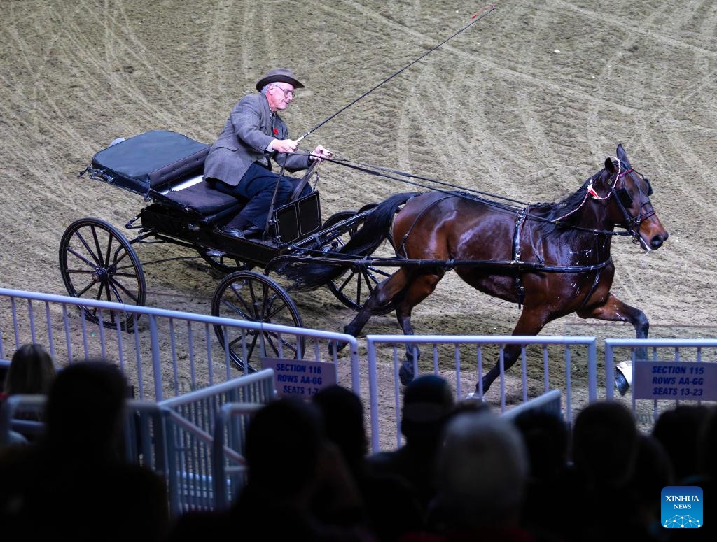 A single road horse team competes at the 2025 Royal Horse Show in Toronto, Canada, on Nov. 8, 2025. With various equestrian-based competitions and shows, the annual event is held here from Nov. 7 to 16 this year. (Photo by Zou Zheng/Xinhua)