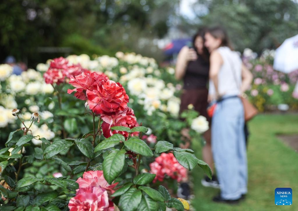 People visit the Parnell Rose Garden in Auckland, New Zealand, Nov. 9, 2025. (Xinhua/Long Lei)