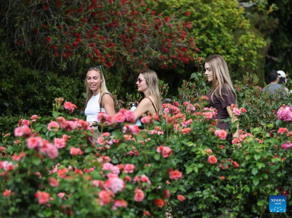 People visit the Parnell Rose Garden in Auckland, New Zealand, Nov. 9, 2025. (Xinhua/Long Lei)