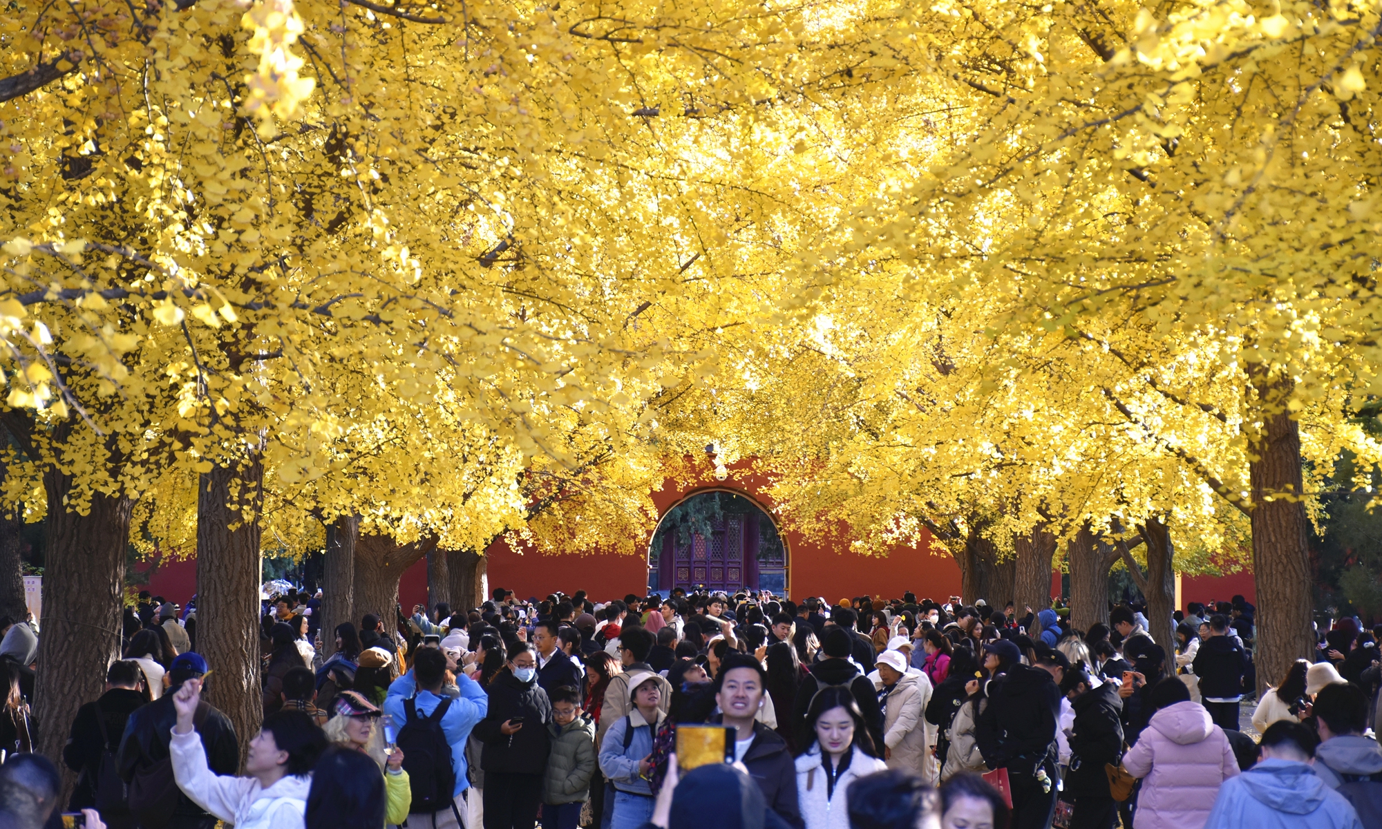 Zhongshan Park in Beijing is blanketed in golden ginkgo leaves, in a stunning contrast to the imperial red walls on November 9, 2025. Photo: VCG