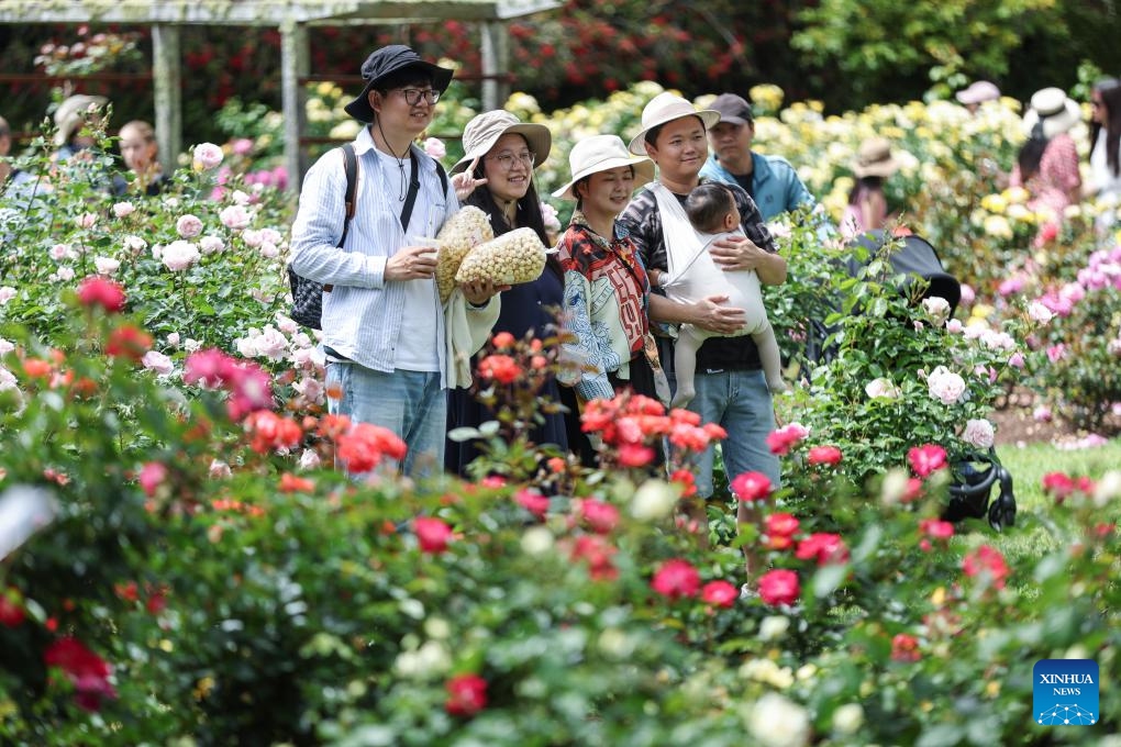 People visit the Parnell Rose Garden in Auckland, New Zealand, Nov. 9, 2025. (Xinhua/Long Lei)