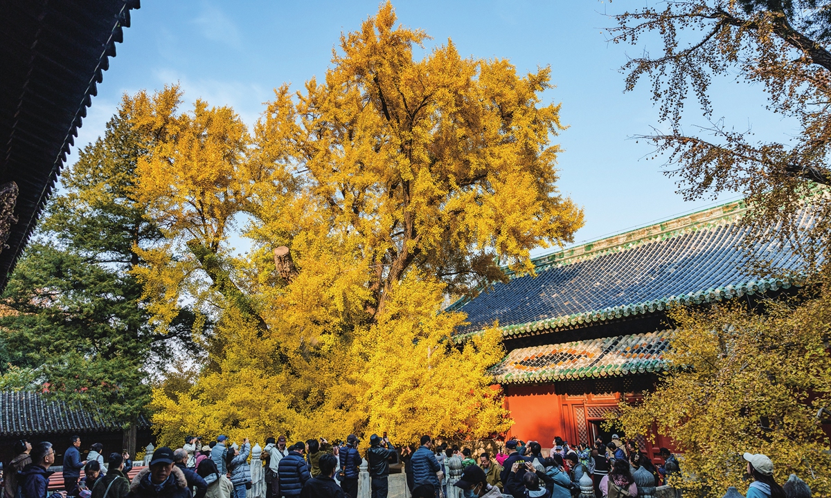 An ancient ginkgo tree at Dajue Temple in Beijng Photos: Li Hao/GT