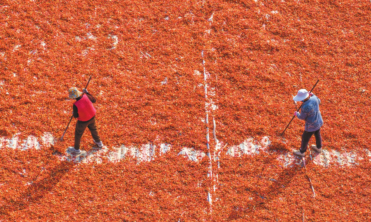 Farmers in Youhe village of Bozhou in East China's Anhui Province, sun-dry chili peppers on November 13, 2025. In the early winter season, local farmers are busy drying, sorting, packing, and loading their harvested peppers to supply the market promptly, creating a bustling scene across the fields. Photo: VCG