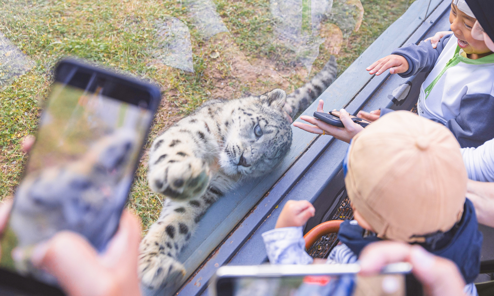 Ling Xiaomang, a rescued snow leopard, interacts with visitors in Xining Wildlife Zoo in October 2025. Photo: Li Hao/GT


