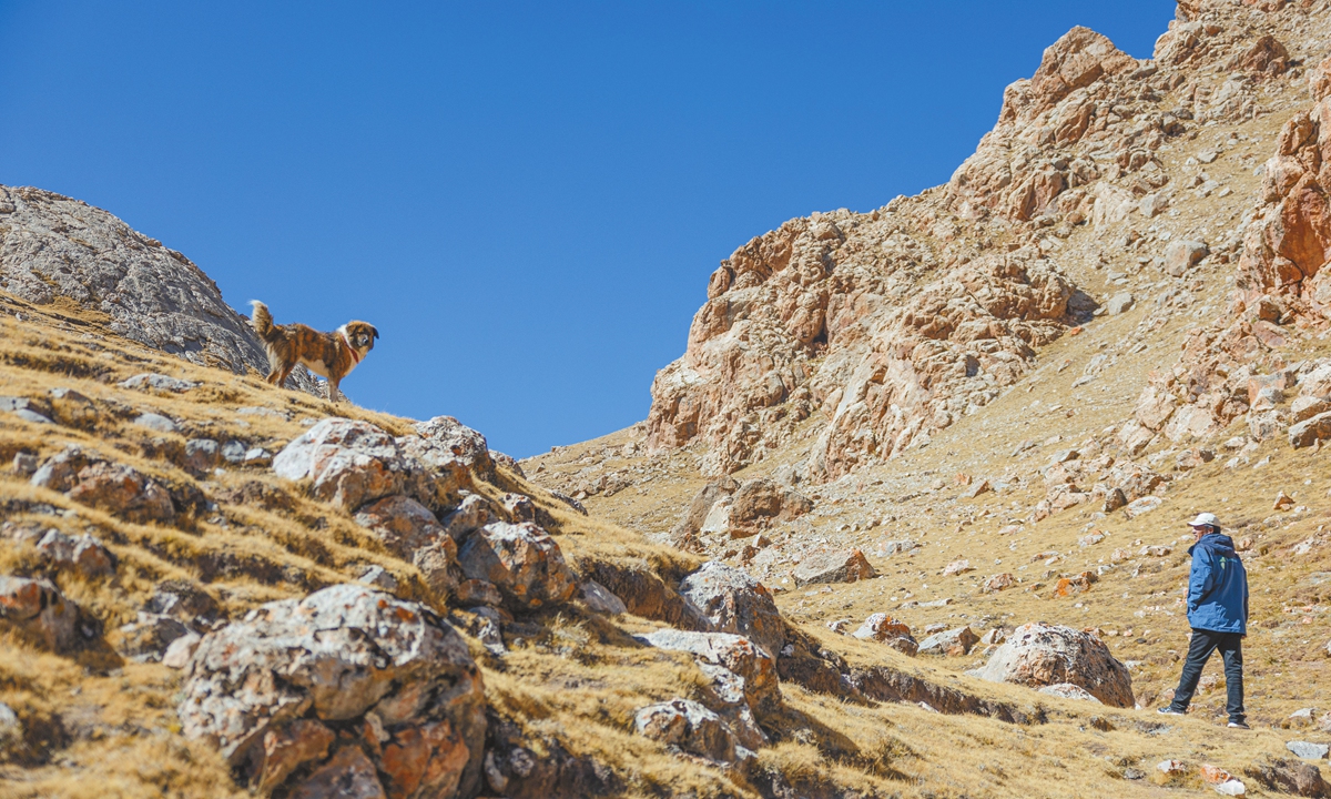 Adro Drakpa Dorje patrols the mountains of Sokya Township in Zhidoi county of Yushu Tibetan Autonomous Prefecture, Qinghai in October 2025. Photo: Li Hao/GT


