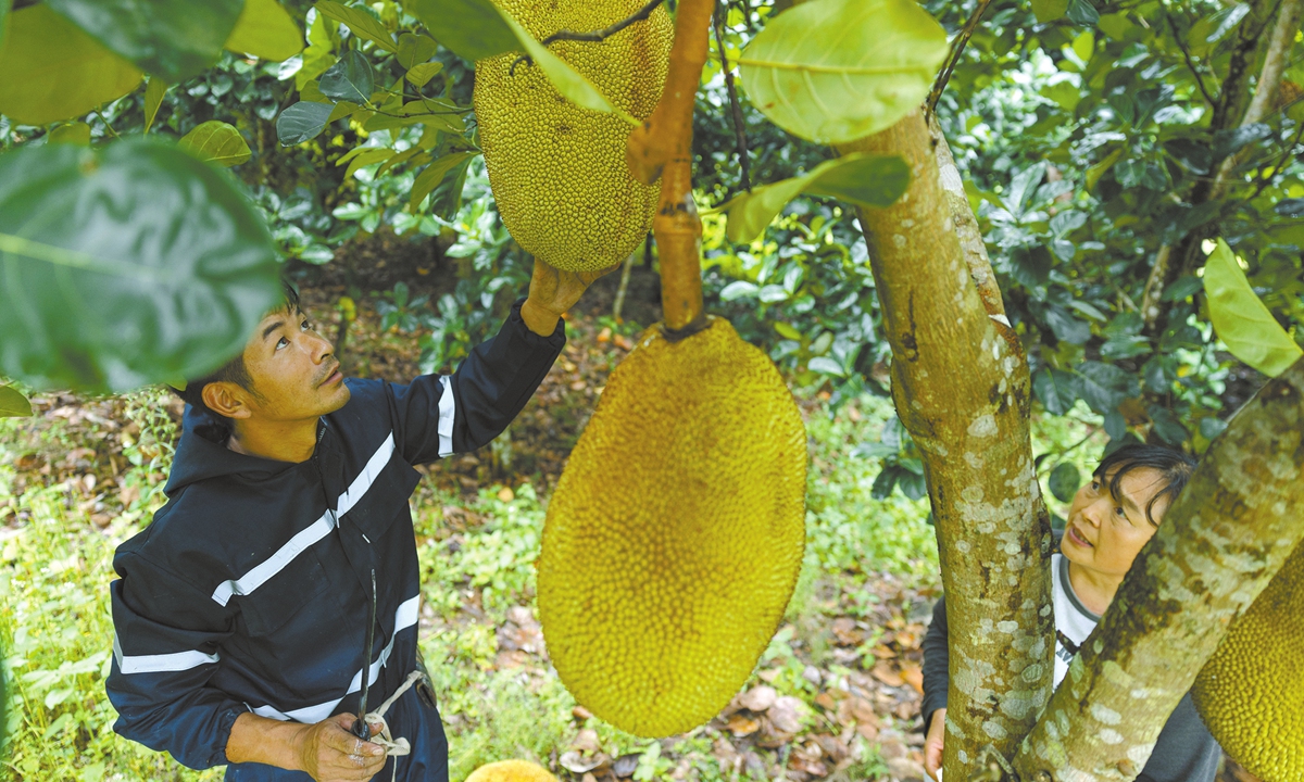 Two residents harvest jackfruit in Medog, where farmers have increasingly introduced new cash crops in recent years in October 2025.
