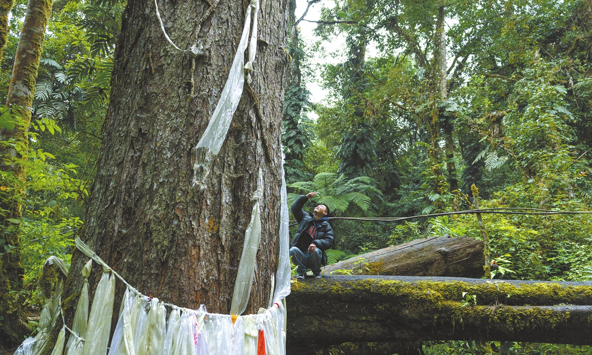 A tourist photographs the towering Bhutan pine tree regarded as sacred by locals in Geling village in Beibeng township, Medog in October 2025.
