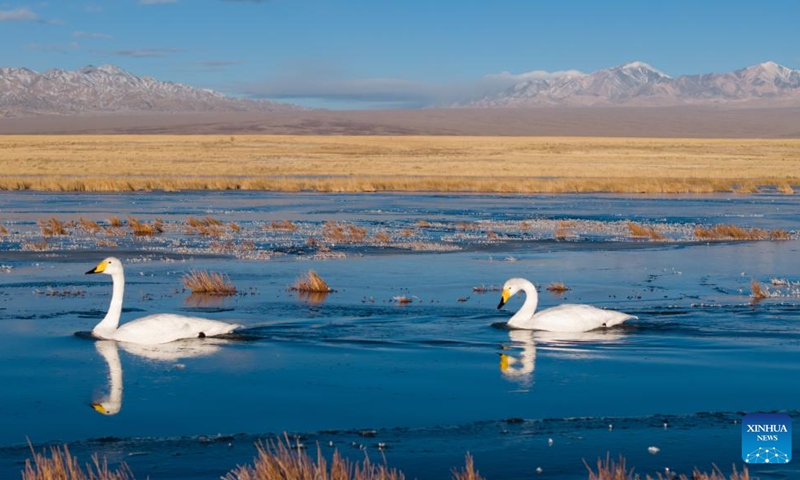 A drone photo taken on Nov. 14, 2025 shows whooper swans at the Xiaosugan lake wetland in Kazak Autonomous County of Aksay, northwest China's Gansu Province. Photo: Xinhua