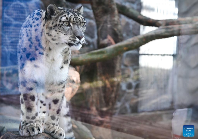 A snow leopard is seen at Xining Wildlife Park in northwest China's Qinghai Province, Nov. 15, 2025. The leopard house at Xining Wildlife Park reopened to the public after a month-long renovation. Photo: Xinhua