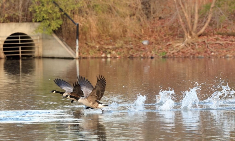 Canada geese (Branta canadensis) migrating to the east coast of the United States are pictured at Berczy Park North in Markham, Ontario, Canada, Nov. 14, 2025. (Photo by Yang Shu/Xinhua)