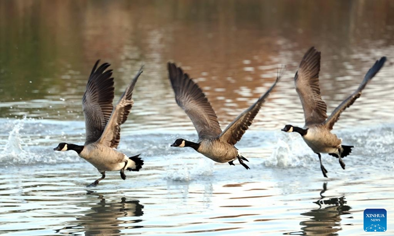 Three Canada geese (Branta canadensis) migrating to the east coast of the United States are pictured at Berczy Park North in Markham, Ontario, Canada, Nov. 14, 2025. (Photo by Yang Shu/Xinhua)
