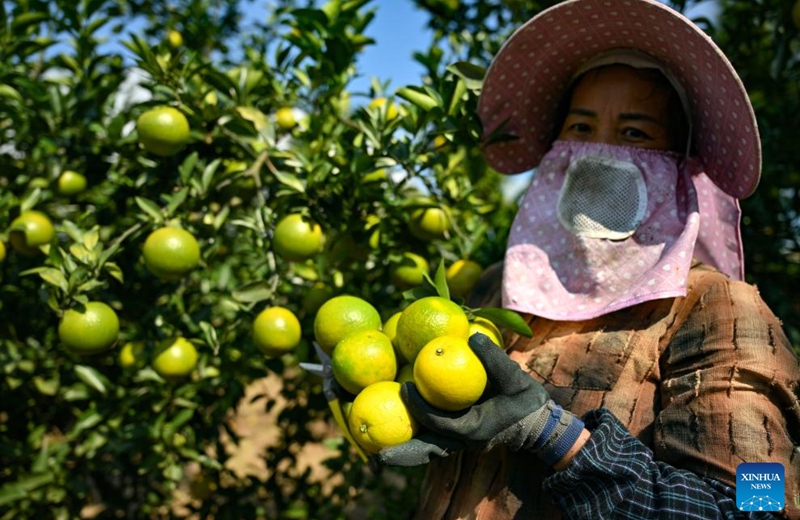 A farmer picks oranges at a planting base in Fushan Town of Chengmai county, south China's Hainan Province, Nov. 14, 2025. The oranges, a local specialty produce of Chengmai County, have entered the market in early winter.

Thanks to support of the local authorities in policy, technology and promotion efforts in recent years, oranges have become a pillar cash cow for local farmers. The orange planting area in the county has exceeded 12,000 mu (800 hectares) this year. Photo: Xinhua