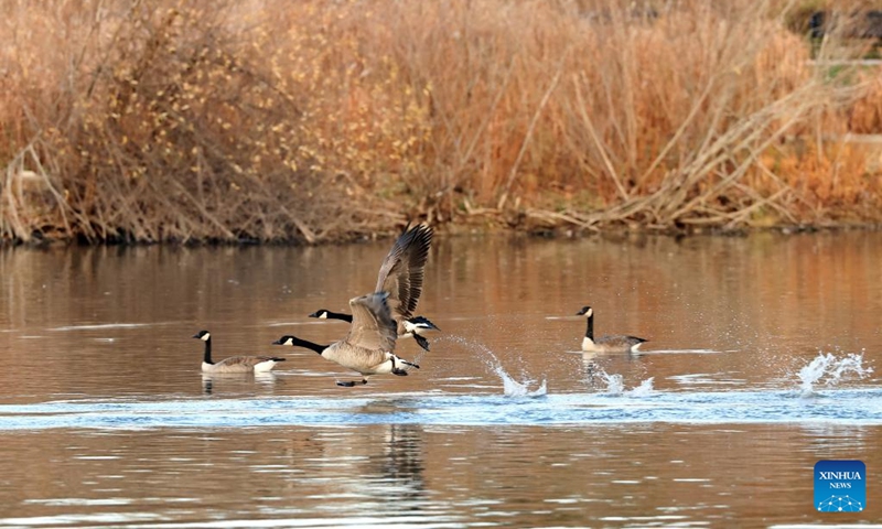 Canada geese (Branta canadensis) migrating to the east coast of the United States are pictured at Berczy Park North in Markham, Ontario, Canada, Nov. 14, 2025. (Photo by Yang Shu/Xinhua)