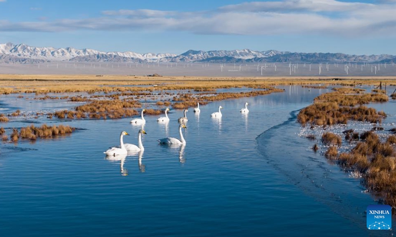 A drone photo taken on Nov. 14, 2025 shows whooper swans at the Xiaosugan lake wetland in Kazak Autonomous County of Aksay, northwest China's Gansu Province. Photo: Xinhua