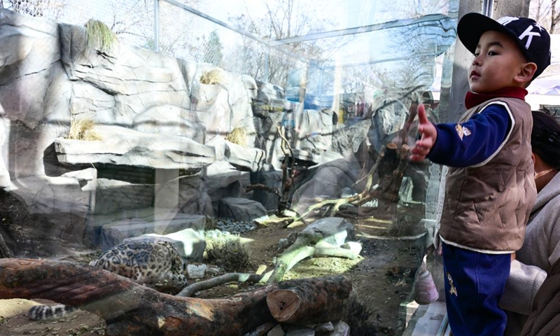 Visitors watch a snow leopard at Xining Wildlife Park in northwest China's Qinghai Province, Nov. 15, 2025. The leopard house at Xining Wildlife Park reopened to the public after a month-long renovation. Photo: Xinhua