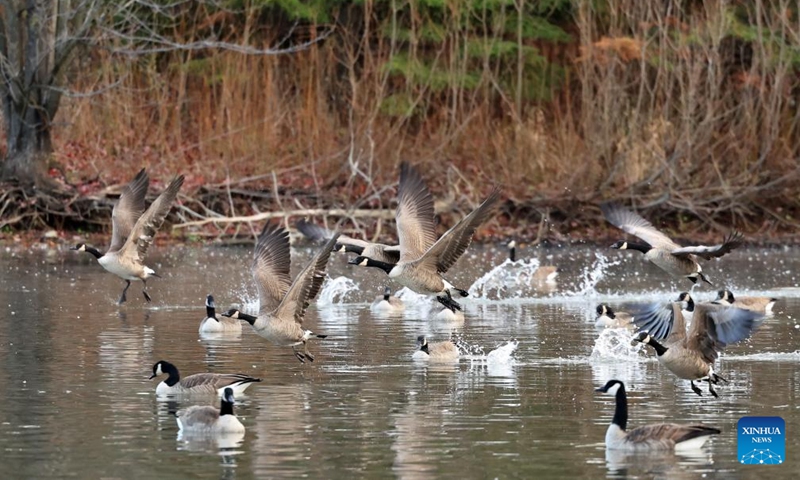 Canada geese (Branta canadensis) migrating to the east coast of the United States are pictured at Berczy Park North in Markham, Ontario, Canada, Nov. 14, 2025. (Photo by Yang Shu/Xinhua)