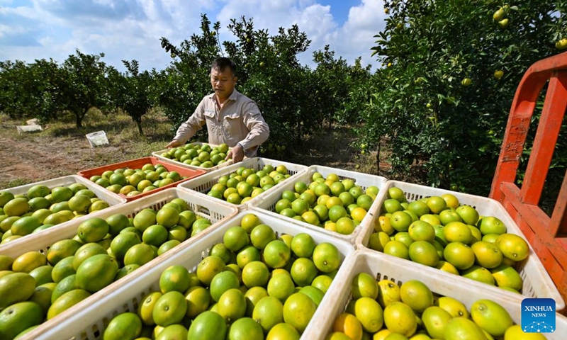 A farmer transfers freshly picked oranges at a planting base in Fushan Town of Chengmai county, south China's Hainan Province, Nov. 14, 2025. The oranges, a local specialty produce of Chengmai County, have entered the market in early winter.

Thanks to support of the local authorities in policy, technology and promotion efforts in recent years, oranges have become a pillar cash cow for local farmers. The orange planting area in the county has exceeded 12,000 mu (800 hectares) this year. Photo: Xinhua