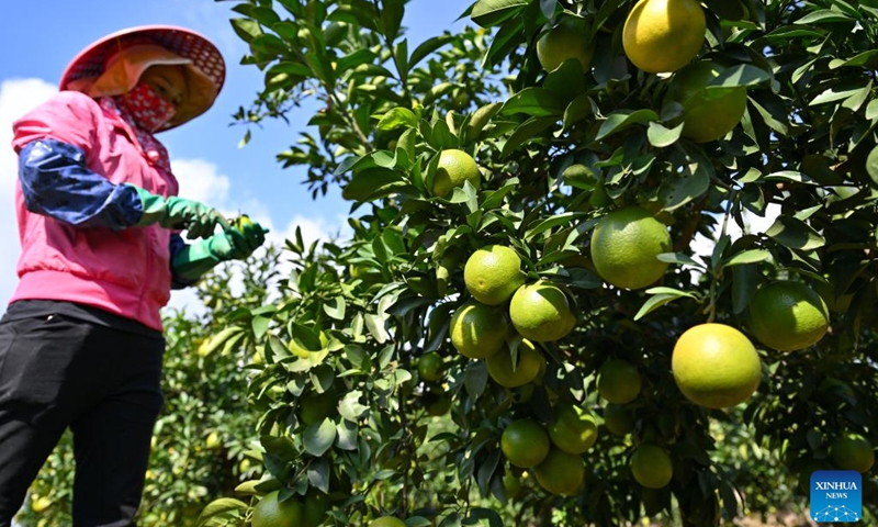A farmer picks oranges at a planting base in Fushan Town of Chengmai county, south China's Hainan Province, Nov. 14, 2025. The oranges, a local specialty produce of Chengmai County, have entered the market in early winter.

Thanks to support of the local authorities in policy, technology and promotion efforts in recent years, oranges have become a pillar cash cow for local farmers. The orange planting area in the county has exceeded 12,000 mu (800 hectares) this year. Photo: Xinhua