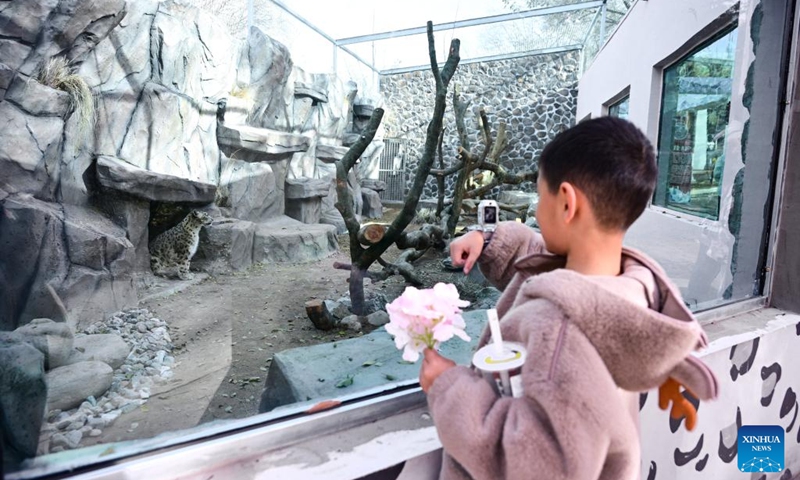 A child takes photos of a snow leopard at Xining Wildlife Park in northwest China's Qinghai Province, Nov. 15, 2025. The leopard house at Xining Wildlife Park reopened to the public after a month-long renovation. Photo: Xinhua