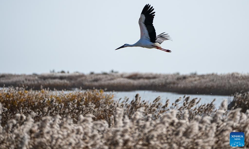 A migratory bird flies over the Yellow River Delta National Nature Reserve in Dongying City, east China's Shandong Province, on Nov. 13, 2025. Photo: Xinhua