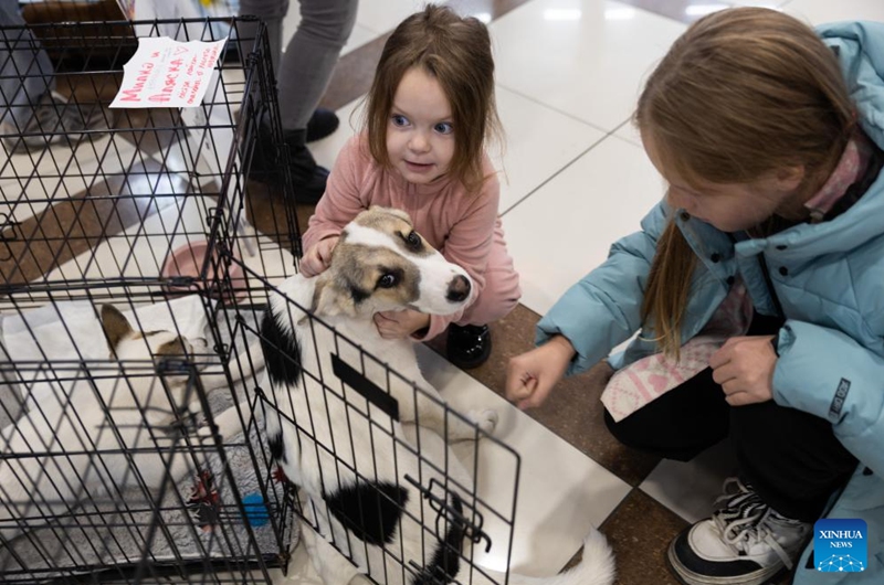 Children interact with a dog at a charity event for adopting stray cats and dogs in Vladivostok, Russia, Nov. 15, 2025. (Photo by Andrey Matveenko/Xinhua)