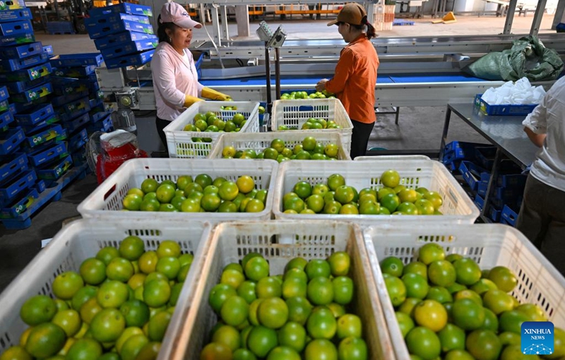 Workers weigh and pack freshly picked oranges at an agricultural products trading center in Fushan Town of Chengmai county, south China's Hainan Province, Nov. 14, 2025. The oranges, a local specialty produce of Chengmai County, have entered the market in early winter.

Thanks to support of the local authorities in policy, technology and promotion efforts in recent years, oranges have become a pillar cash cow for local farmers. The orange planting area in the county has exceeded 12,000 mu (800 hectares) this year. Photo: Xinhua