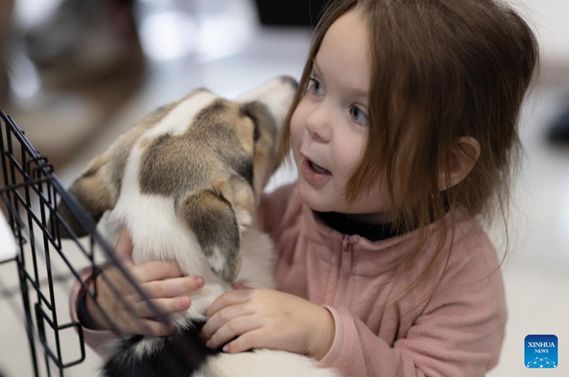 A girl cuddles a dog at a charity event for adopting stray cats and dogs in Vladivostok, Russia, Nov. 15, 2025. (Photo by Andrey Matveenko/Xinhua)