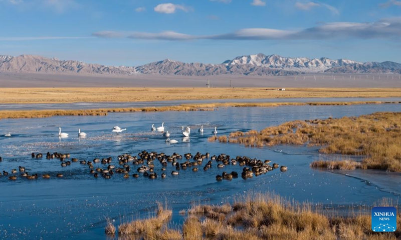 A drone photo taken on Nov. 14, 2025 shows whooper swans at the Xiaosugan lake wetland in Kazak Autonomous County of Aksay, northwest China's Gansu Province. Photo: Xinhua