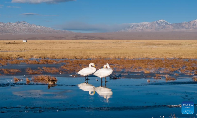 A drone photo taken on Nov. 14, 2025 shows whooper swans at the Xiaosugan lake wetland in Kazak Autonomous County of Aksay, northwest China's Gansu Province. Photo: Xinhua