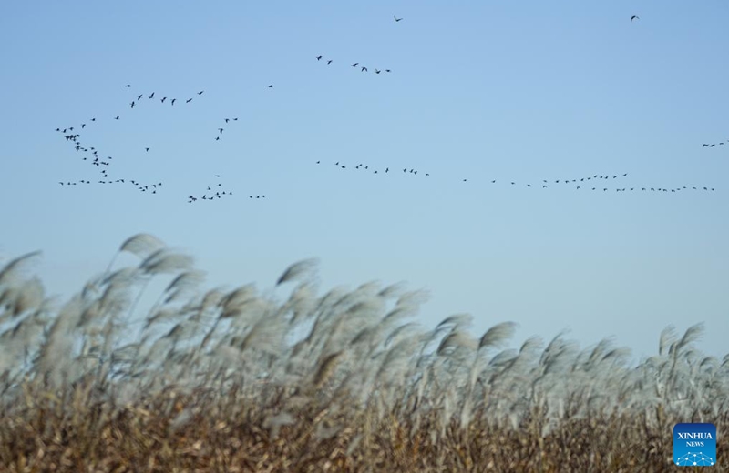 Migratory birds fly over the Yellow River Delta National Nature Reserve in Dongying City, east China's Shandong Province, on Nov. 13, 2025. Photo: Xinhua
