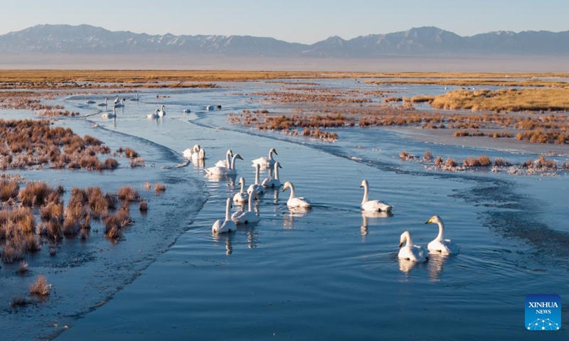 A drone photo taken on Nov. 14, 2025 shows whooper swans at the Xiaosugan lake wetland in Kazak Autonomous County of Aksay, northwest China's Gansu Province. Photo: Xinhua