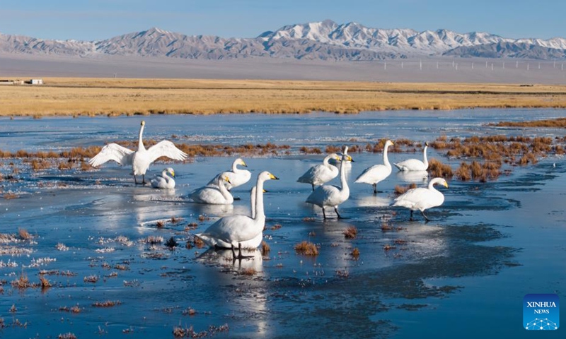 A drone photo taken on Nov. 14, 2025 shows whooper swans at the Xiaosugan lake wetland in Kazak Autonomous County of Aksay, northwest China's Gansu Province. Photo: Xinhua