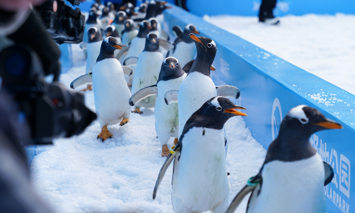 A penguin parade is held at the Harbin Polar Land in Harbin, Northeast China's Heilongjiang Province on November 16, 2025, involving 30 penguins and making a record. Photo: cnsphoto 